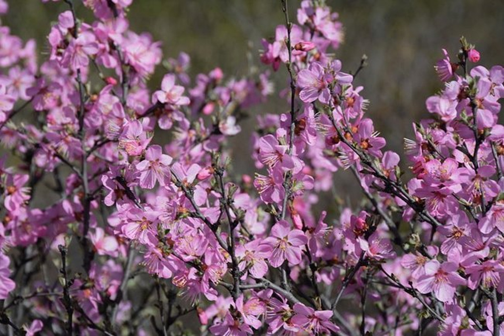 花期正盛游陈家堡长城