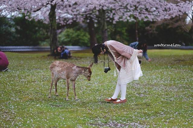 这只小鹿也会鞠躬呢