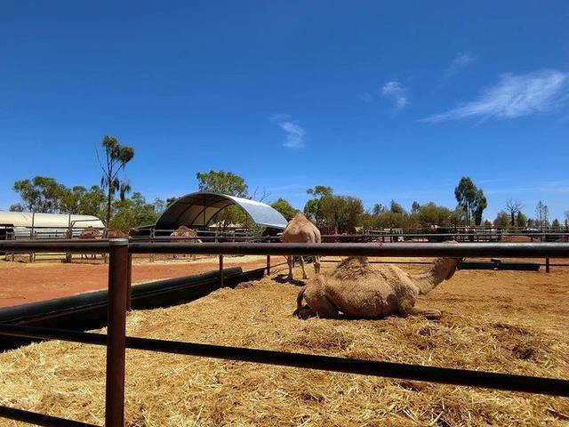 乌鲁鲁骆驼农场