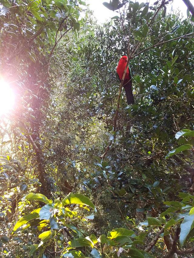 奥莱利雨林度假村