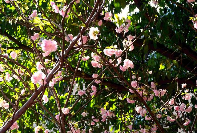 天适樱花悠乐园