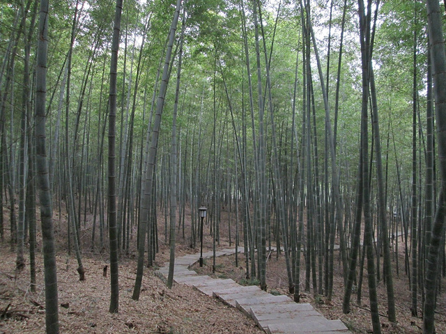 "广宁市游览竹海大观公园（30元），范围还算挺大，竹林也青翠茂密，一条清江流过景区，安宁幽静，空气清新_绥江竹海生态旅游景区"的评论图片