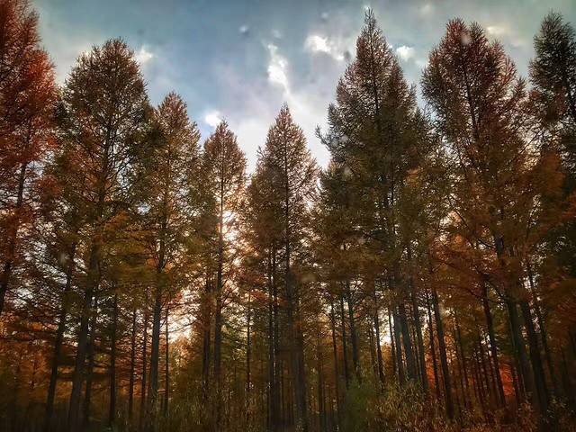 御道口草原森林风景区