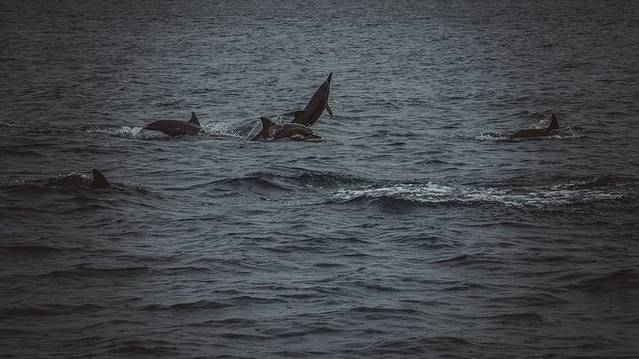 渔港赏鲸休闲码头
