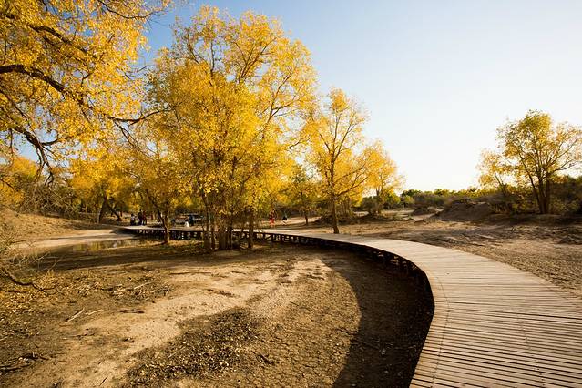额济纳胡杨林旅游区