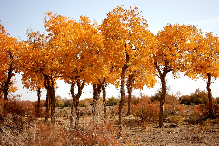 敦煌西湖湿地生态公园