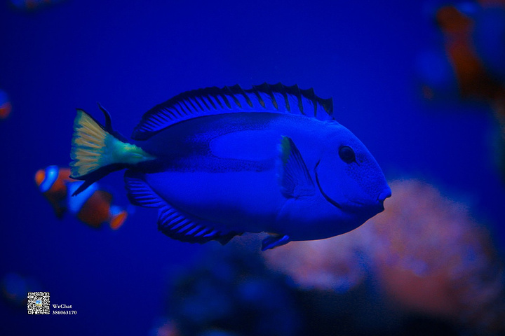 我对海有着特别的情感.蓝色的鱼最美了.这是想要出去吗?
