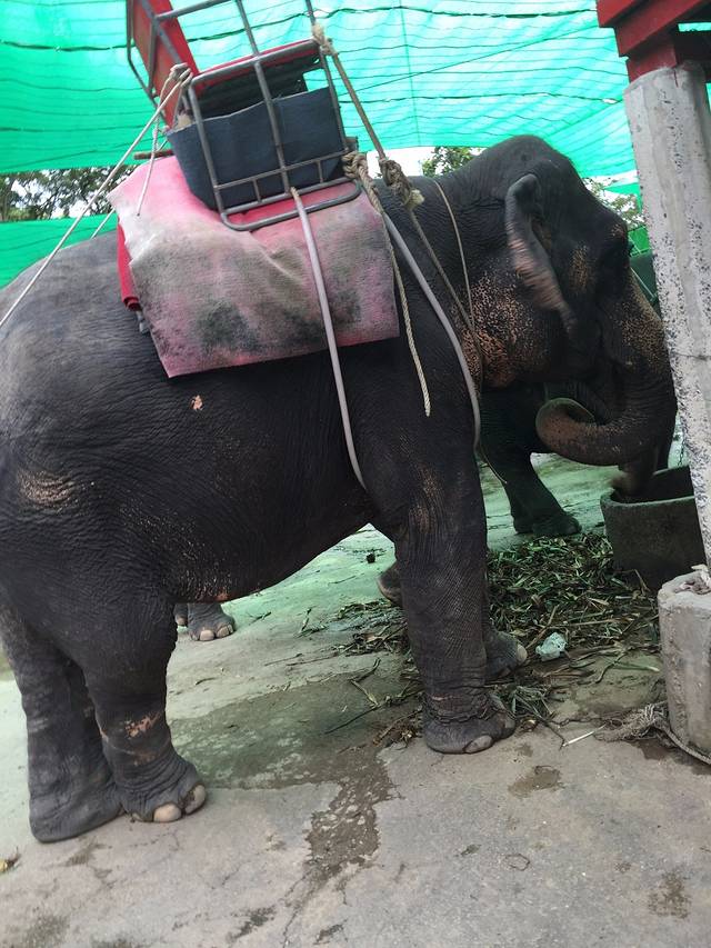 卡塔海景骑大象