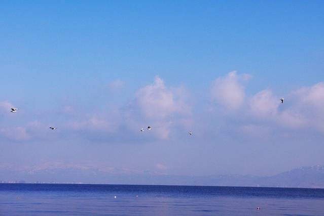 海鸥飞翔在澄澄的蓝色湖面上,仿佛湖面跟蓝天融为一体,好有意境了.