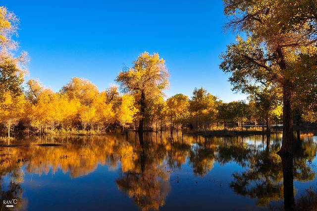 额济纳胡杨林旅游区