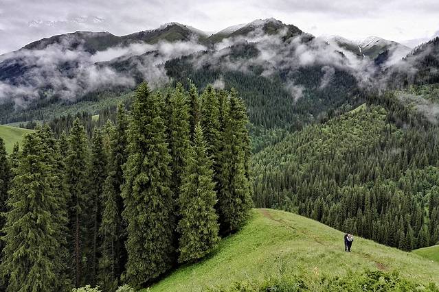 巩乃斯森林公园