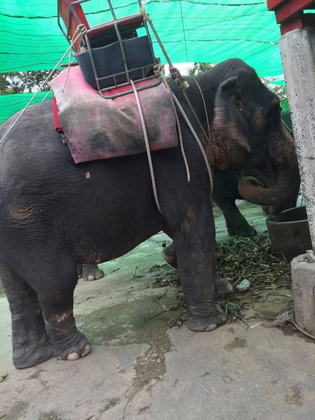 卡塔海景骑大象