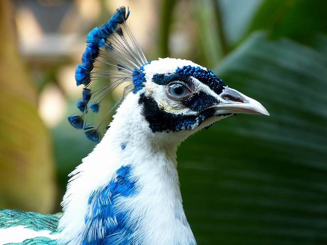 西双版纳原始森林公园