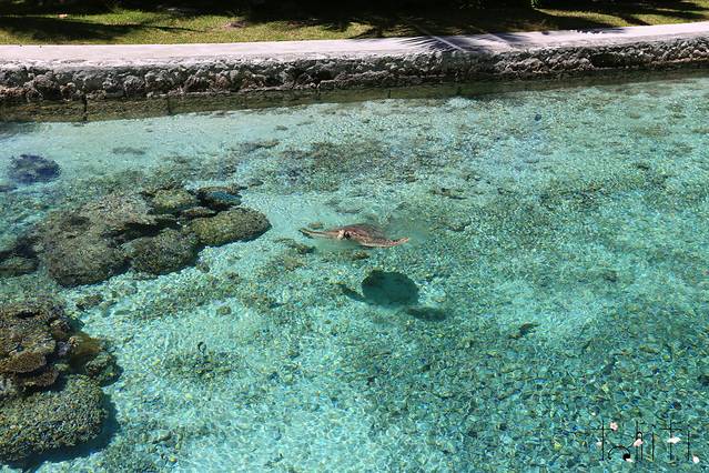 波拉波拉海龟中心