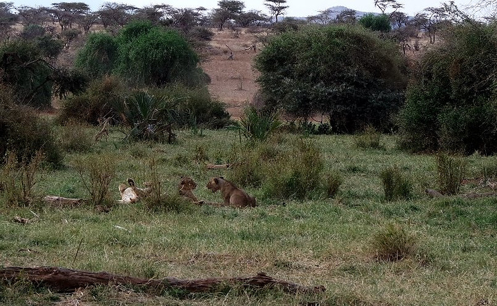 "保护区范围都非常大，自驾在里面自己碰不到动物不说，万一迷路也是的非常危险的，其次，来趟肯尼亚费..._桑布鲁野生动物保护区"的评论图片