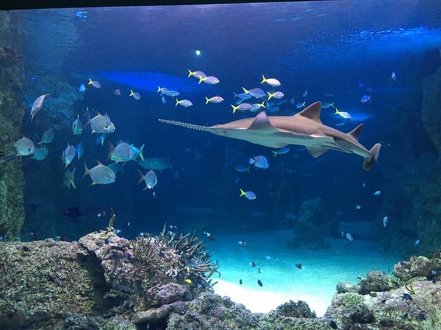 悉尼水族馆