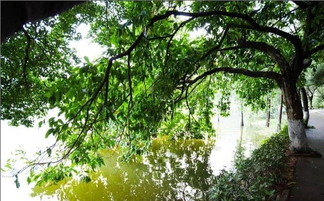 东莞虎英郊野公园