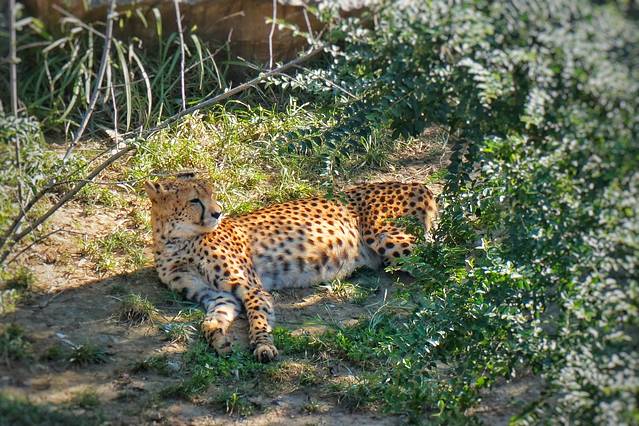 济南野生动物世界
