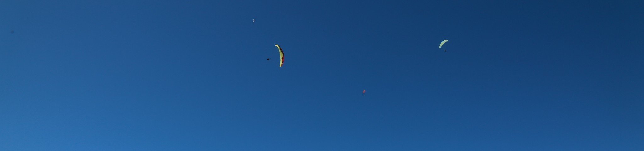 花开半夏，游走鹭岛