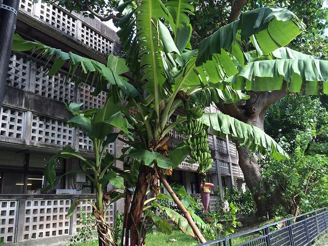 冲绳县立艺术大学