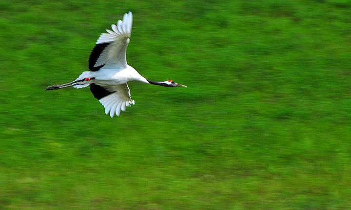多次看过大天鹅迎风飞翔的我还是被丹顶鹤独特的美丽所震撼.
