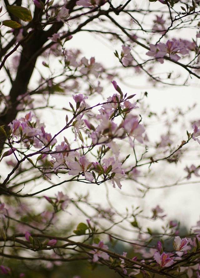 天鹿湖森林公园