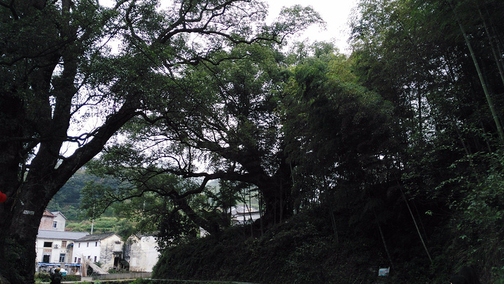 "与许多商业化的旅游景点相比，这里是纯粹的原生态，没有喧嚣，没有人群的熙熙攘攘，村子出奇的安静_芹川村"的评论图片