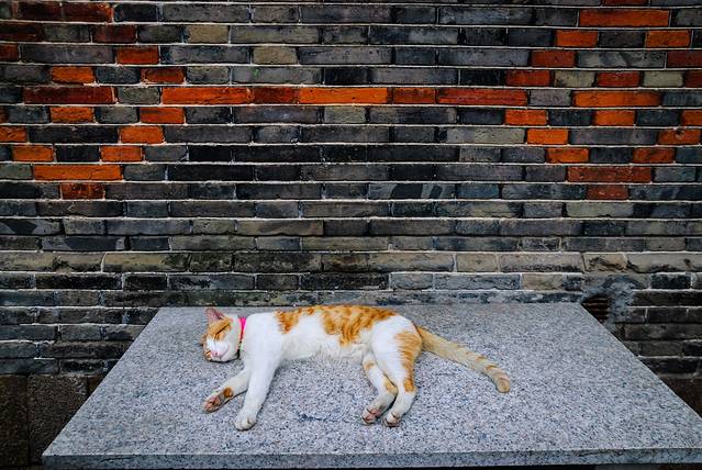 生如夏花,苏州园林暴走记
