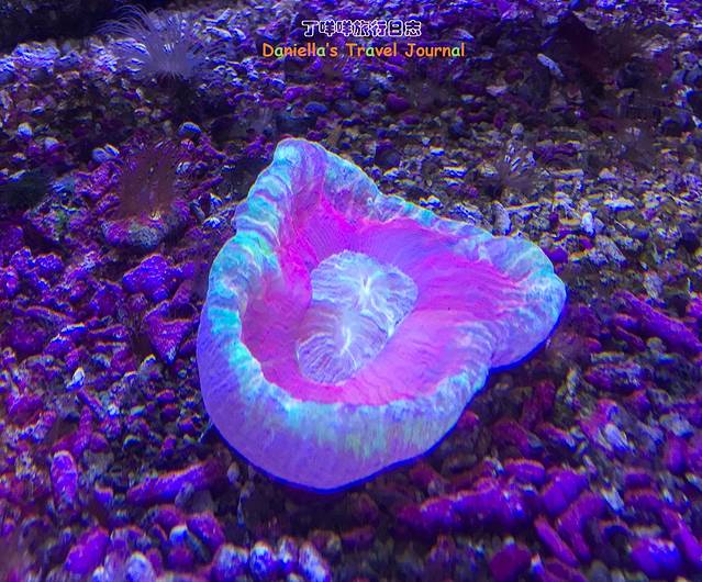 【丁咩咩旅行日志】春节 台湾亲子自驾游