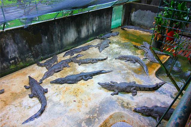 巴拉望野生生物救助和保护中心