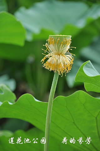 美丽的夏天一到成千上万的荷叶中无数朵漂亮的荷花缓缓盛开就像一幅画