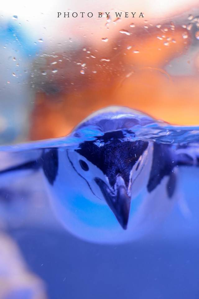 海合安成都极地海洋公园