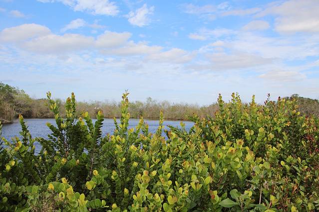 大沼泽地国家公园