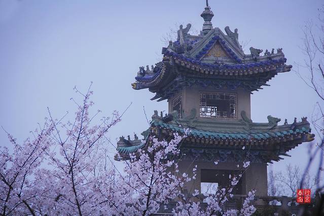 鸡鸣寺樱花大道