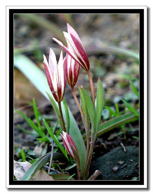 老鸦瓣(百合科郁金香属)