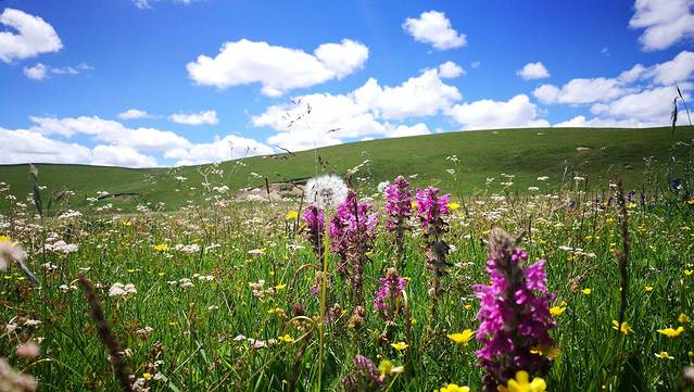 红原—若尔盖大草原