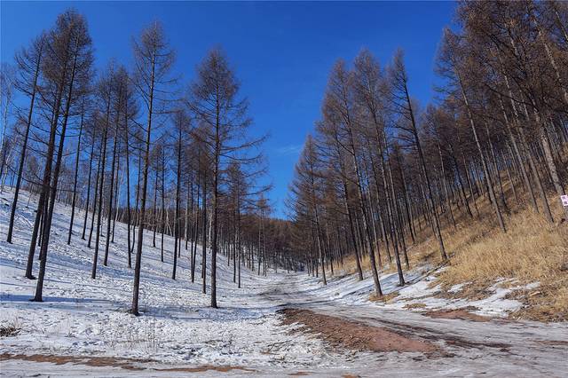 塞罕坝国家森林公园