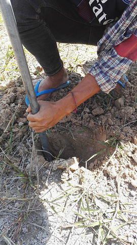 没想到螃蟹可以这么抓吧,在土地上挖洞.
