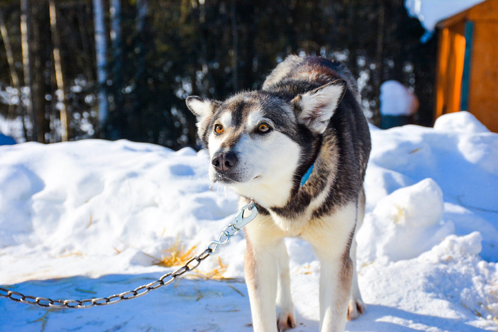 2023北极圈游玩攻略,北极圈交通/住宿/行程/美食/购物攻略,北极圈注意