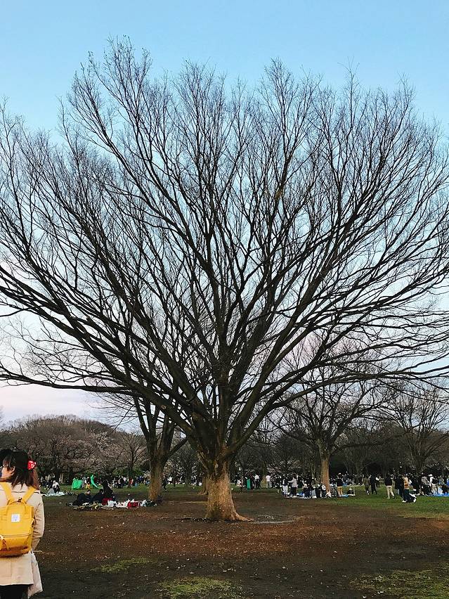 樱花樱花想见你--闺蜜双人日本小白行