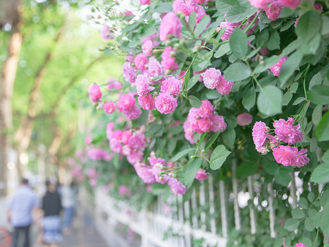 上海路旅游景点图片