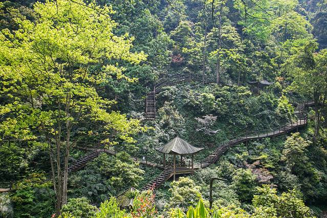 峨眉山生态猴区