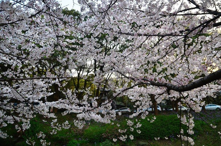 可是从远处怎么看都是荧光绿色的一般,很多游客凑近了观赏_樱花谷&