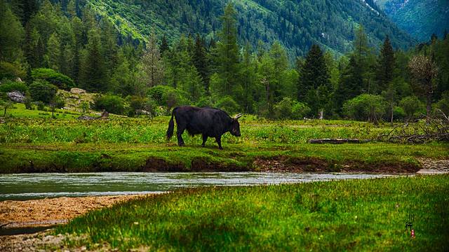 四姑娘山景区-木骡子