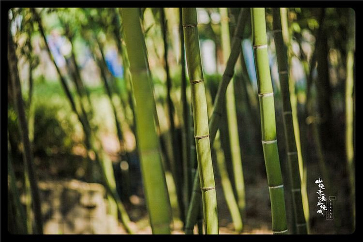 "“山村”这淳朴温暖的两个字,写在每个人淳朴的脸上,喜欢这块无喧闹世外桃源,喜欢这个美丽的山村_龙川水街"的评论图片