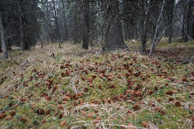 丹奈利国家公园