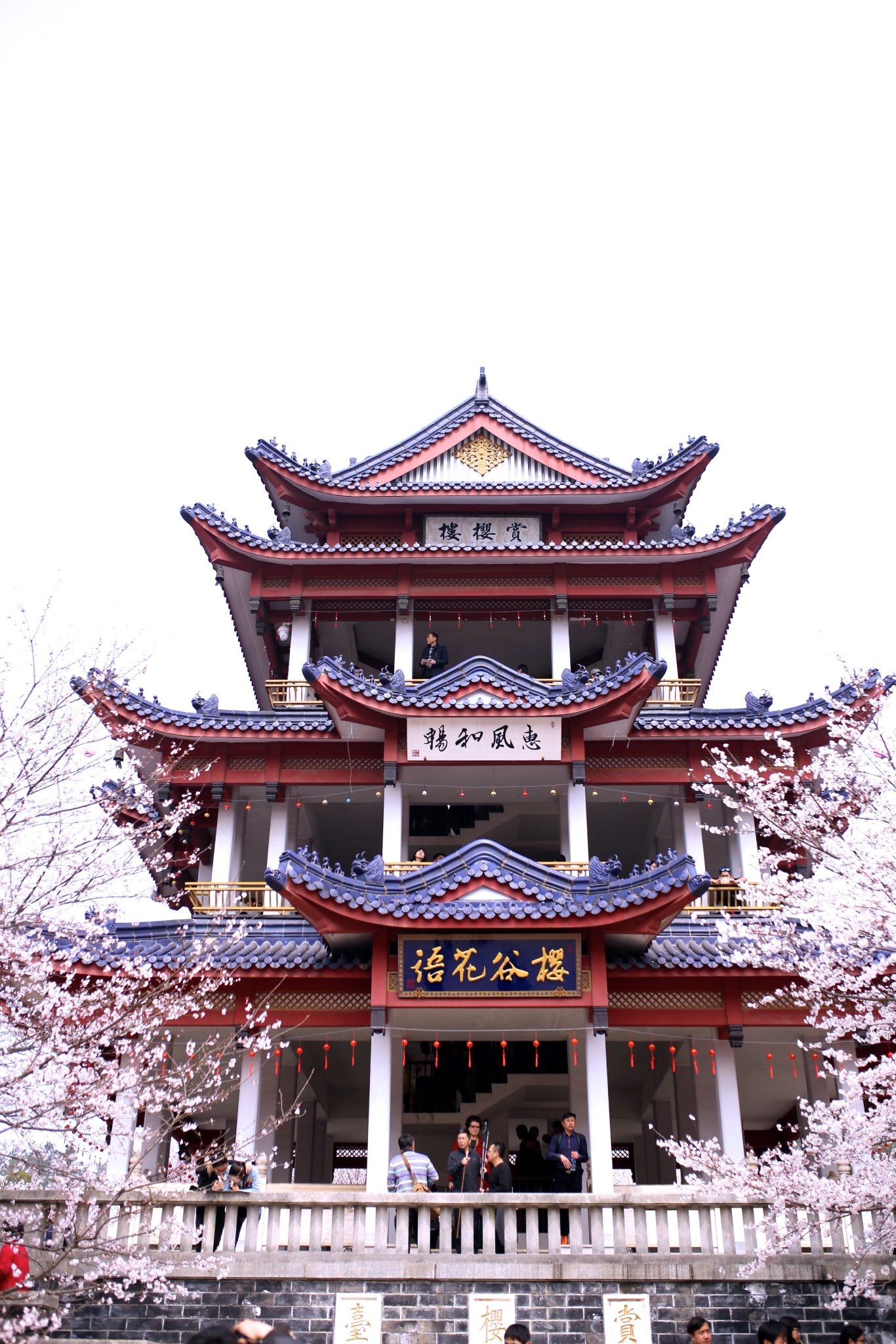 各个角度都先要来一张,这里真的是整个鼋头渚樱花最密集的地方了