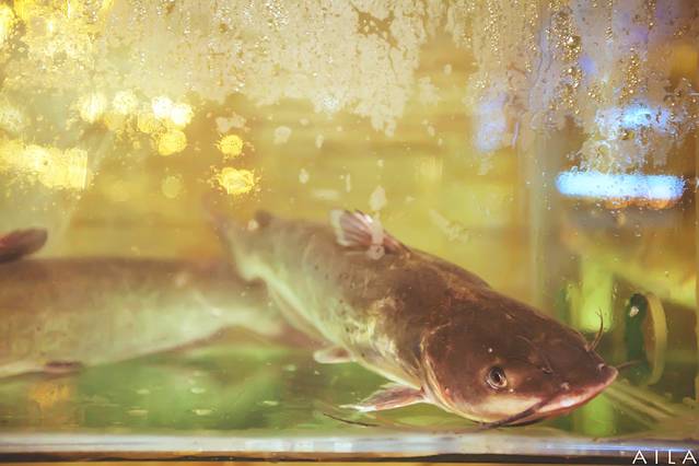 渔夫啤酒鱼十五年店