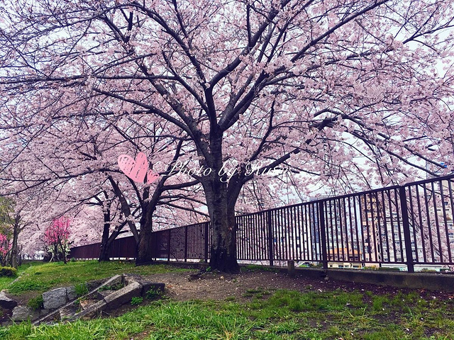 【大阪城公园】 地址:大阪市中央区大阪城1-1 