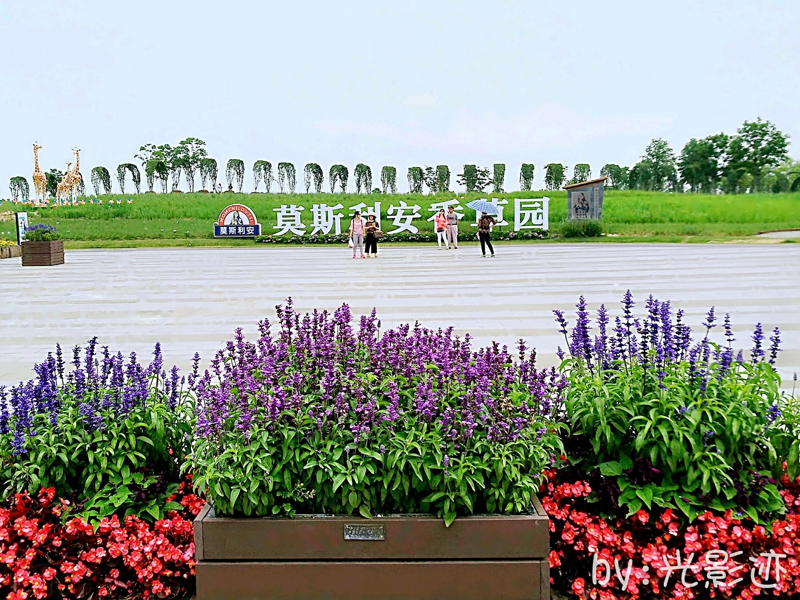 70岁以上老人凭身份证免票最佳观赏花期:五月中旬至六